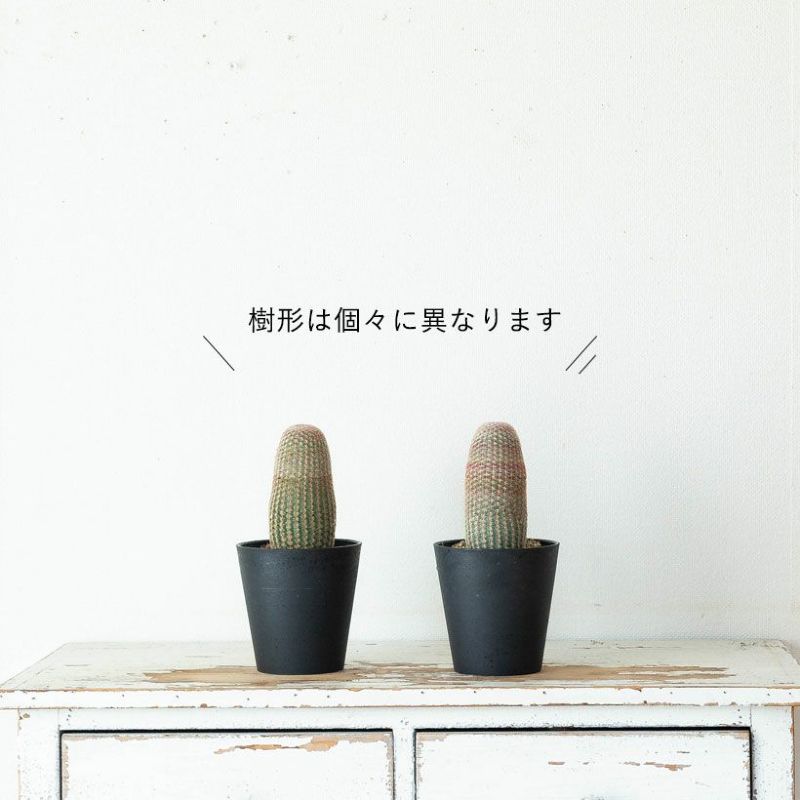 エキノケレウス R．ルビスピヌス（サボテン紫太陽）