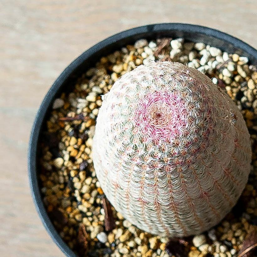 エキノケレウス R．ルビスピヌス（サボテン紫太陽）