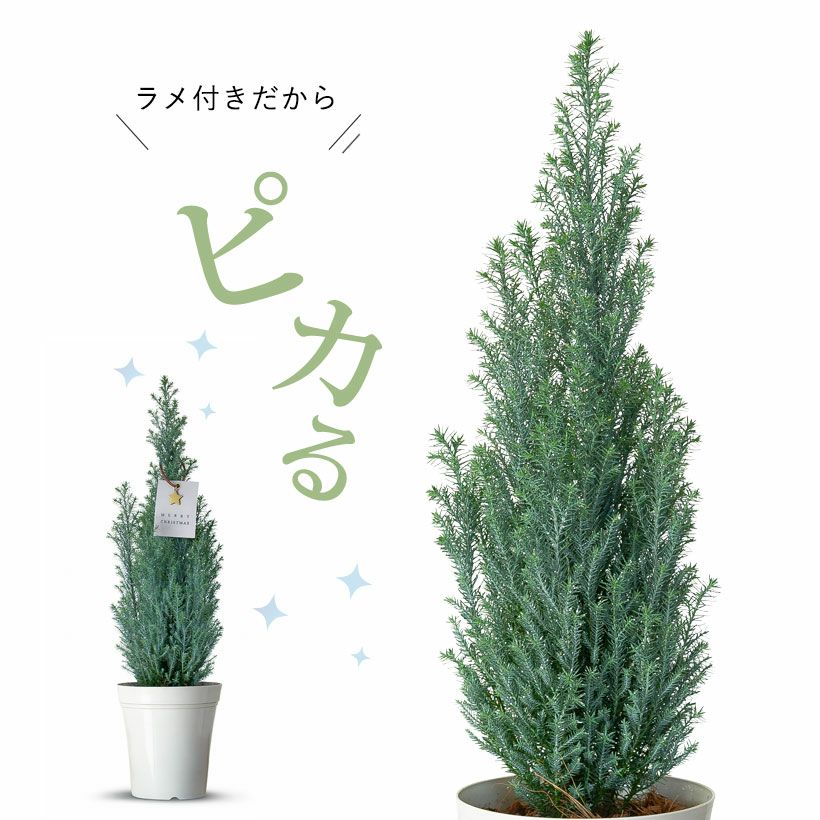 コニファー(ローソンヒノキ)エルウッズエンパイア｜クリスマスツリー