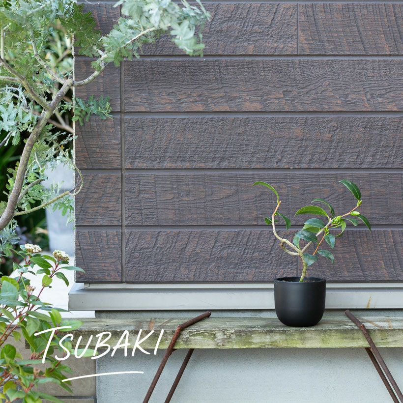 ツバキ盆栽枝曲がり初心者向け｜白・ピンクの小花コンパクト品種