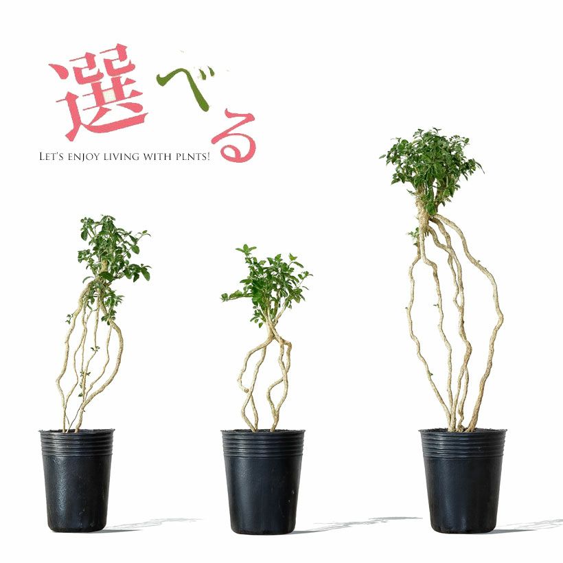 赤松ミニ盆栽｜幹曲げ、根上がりに仕立てた年代物（育て方付き）