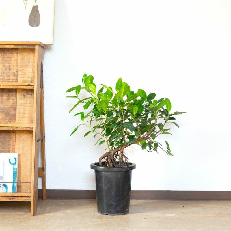 フィカス・ジャンボリーフ｜ガジュマルより葉が大きく見応えあり