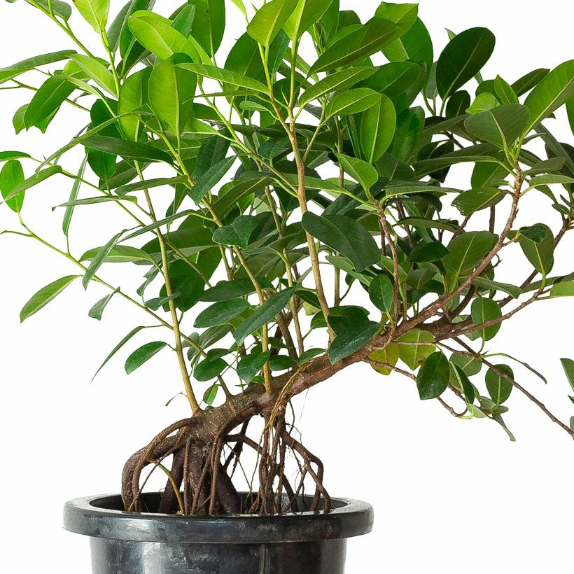 フィカス・ジャンボリーフ｜ガジュマルより葉が大きく見応えあり