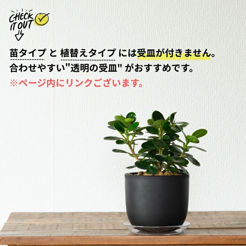 鉢が選べる】パンダガジュマル3.5号サイズ（育て方付き）