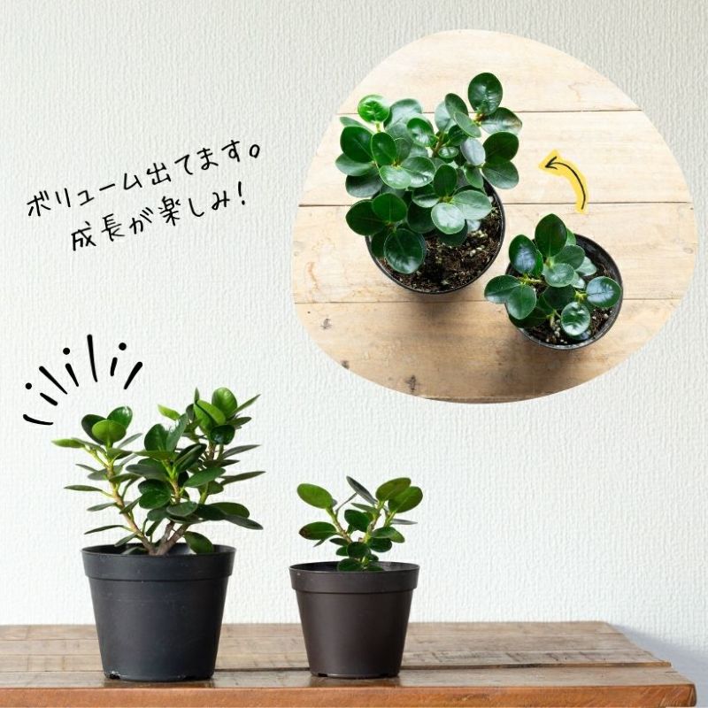 鉢が選べる】パンダガジュマル3.5号サイズ（育て方付き）