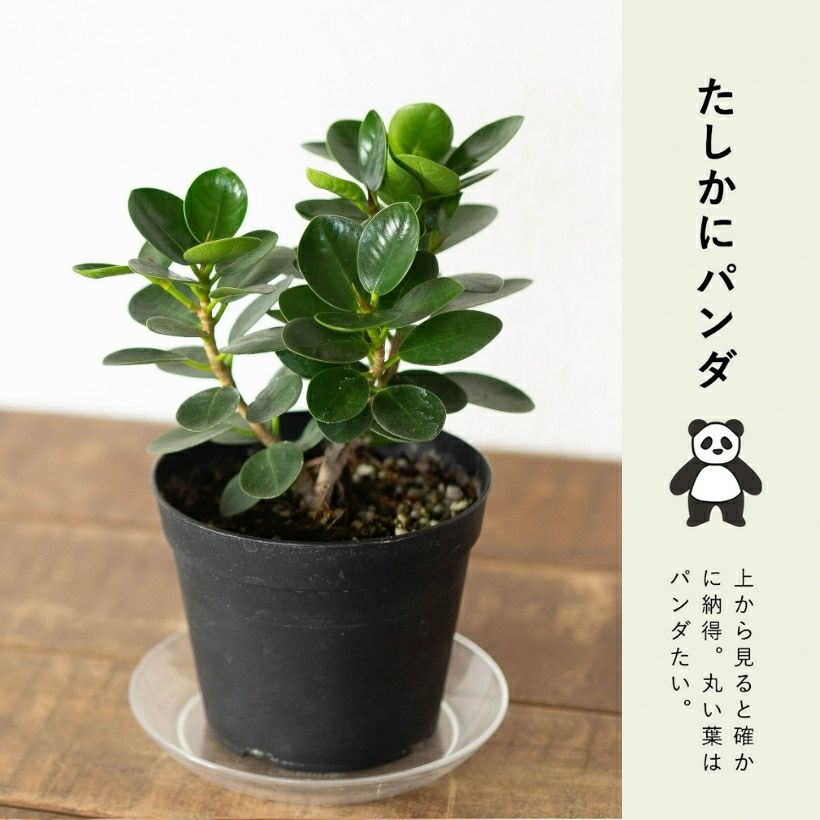 鉢が選べる】パンダガジュマル3.5号サイズ（育て方付き）