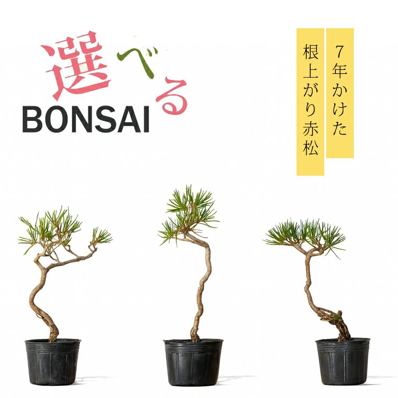 000000010190-01-xs.jpg?t=