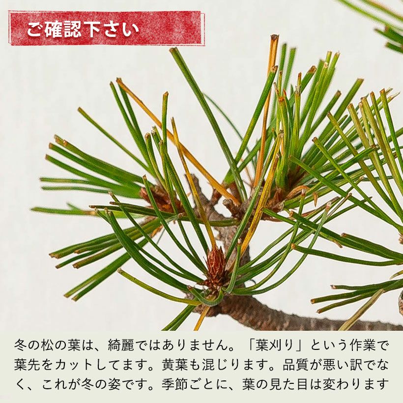 赤松ミニ盆栽｜幹曲げ、根上がりに仕立てた年代物（育て方付き）