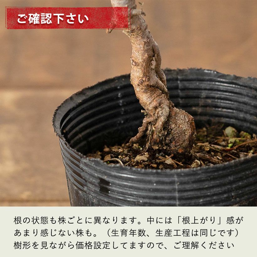 赤松ミニ盆栽｜幹曲げ、根上がりに仕立てた年代物（育て方付き）