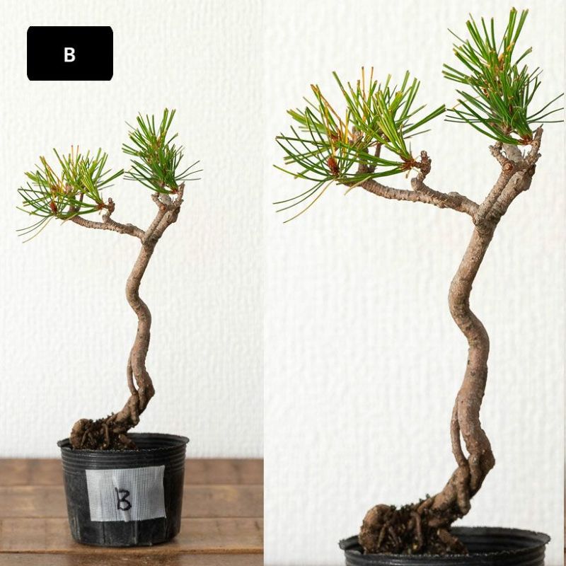 赤松ミニ盆栽｜幹曲げ、根上がりに仕立てた年代物（育て方付き）