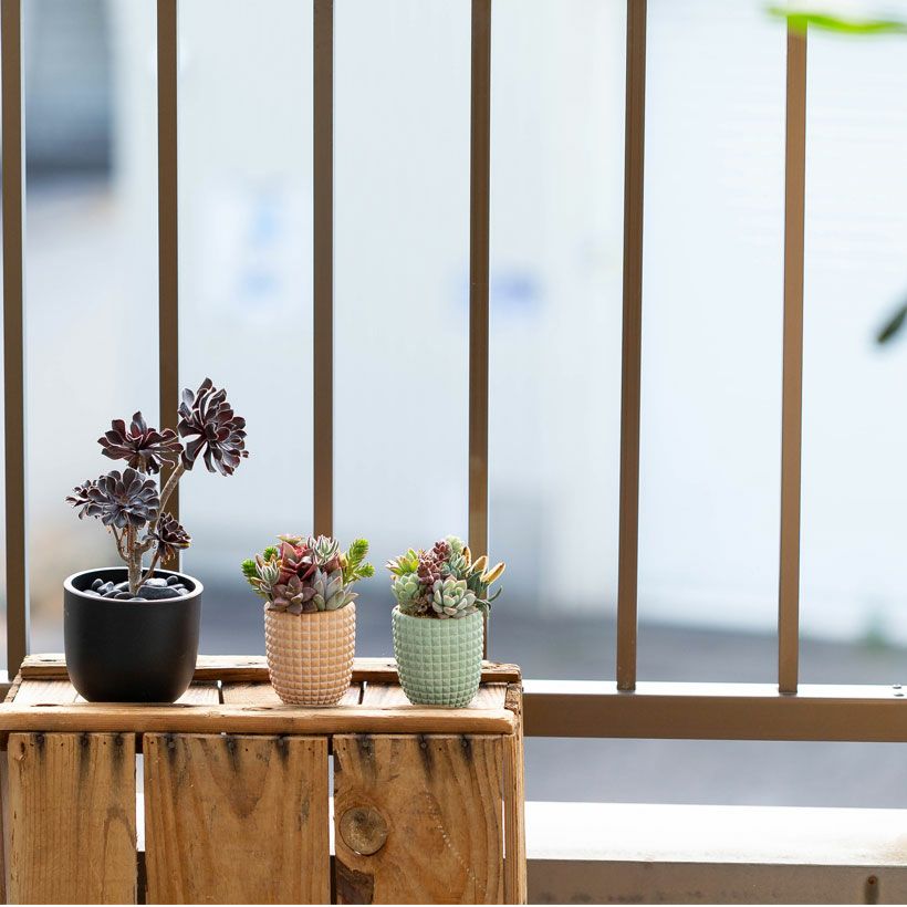 多肉カラフル寄せ植えミニ陶器鉢｜ツキトジやセダムなど8種以上