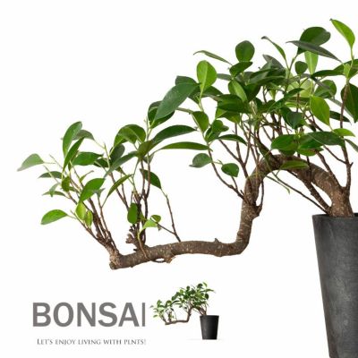 ガジュマル盆栽｜龍のように幹が伸び曲がる卓上スパイラル