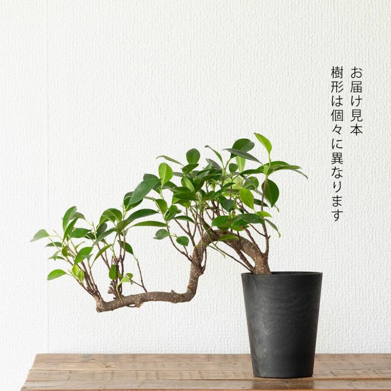 ガジュマル盆栽｜龍のように幹が伸び曲がる卓上スパイラル
