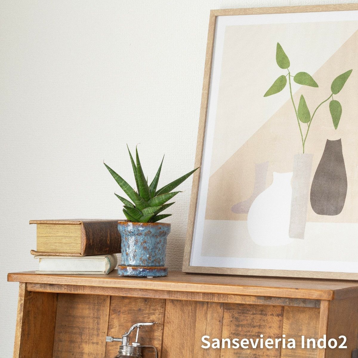 サンスベリア・インド2の画像