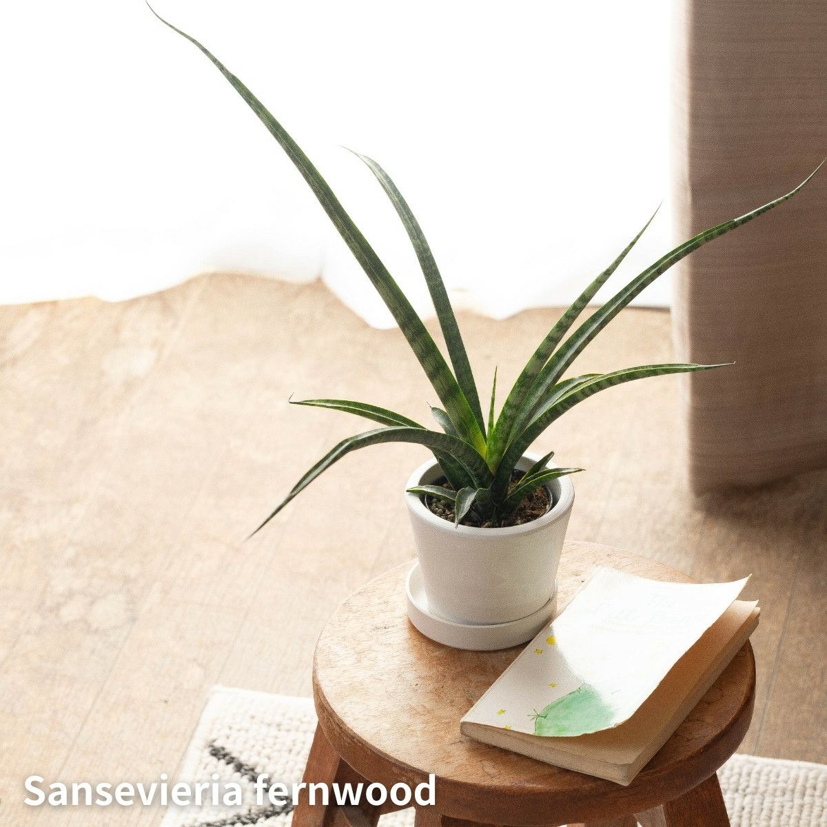 サンスベリア・ファーンウッドを飾っている画像