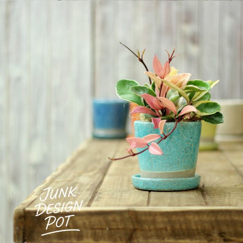 ホヤをターコイズ色の鉢に植替え