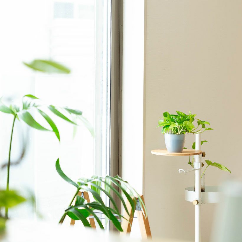 ポトスエメラルド棚の上に