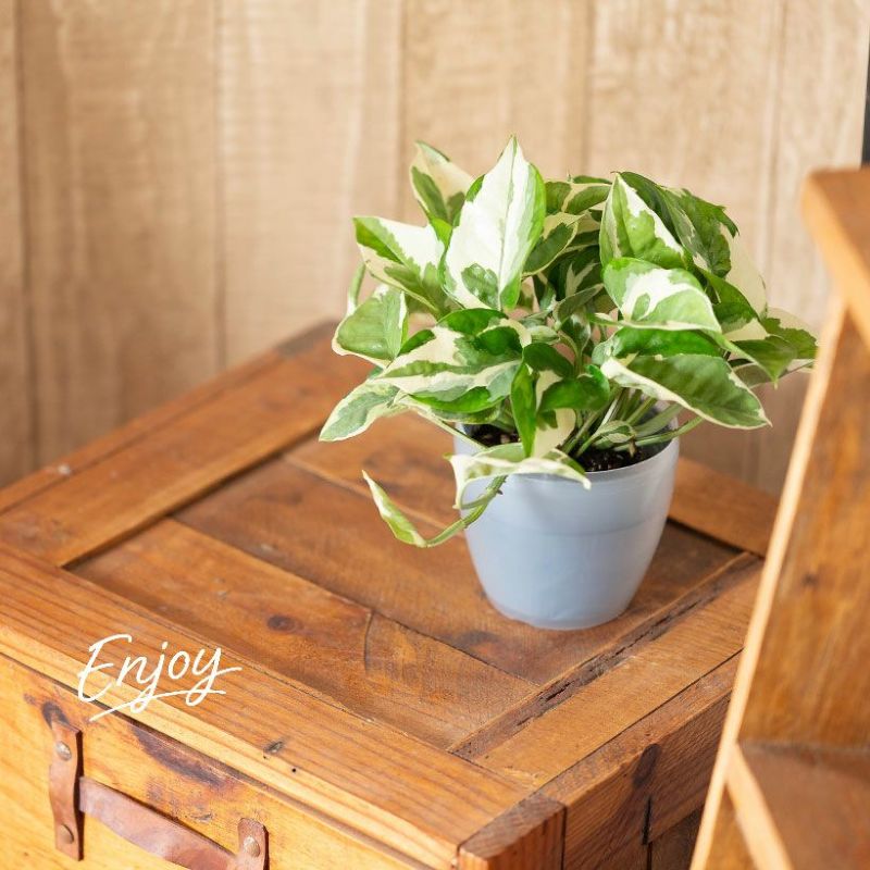 ポトスエンジョイを棚の上に