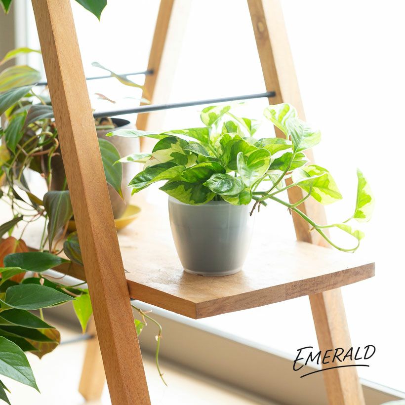 ポトスエメラルドを棚の上に