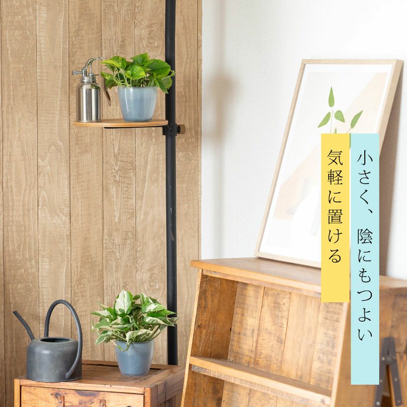 ポトスエメラルドを登り棒に