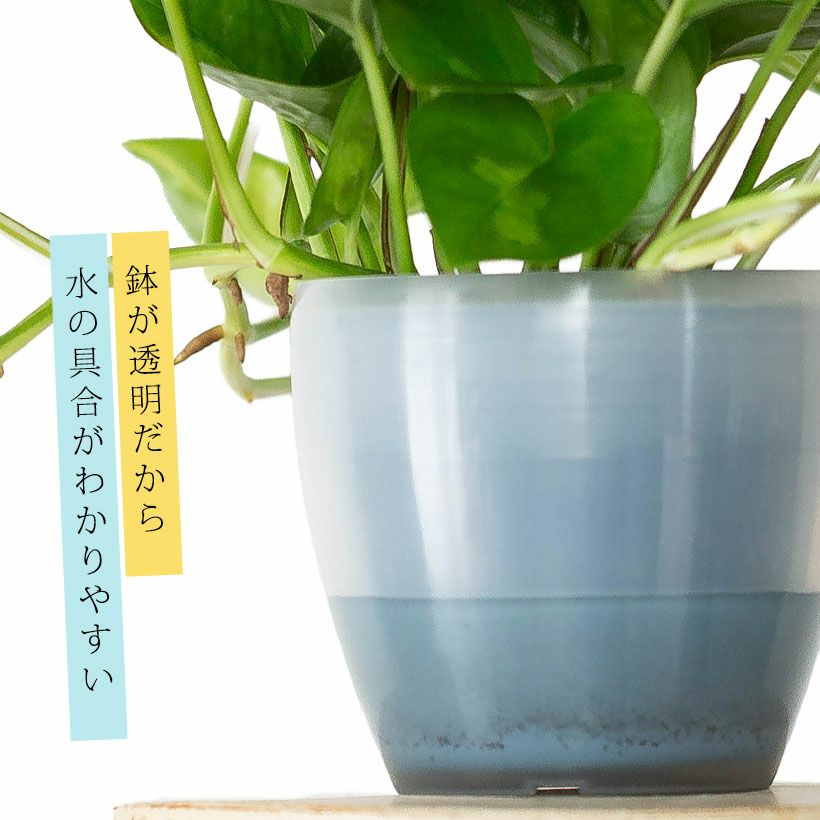 潤流（腰水）対応！透明鉢カバー付き浅岡ポトス|初心者も簡単水やり