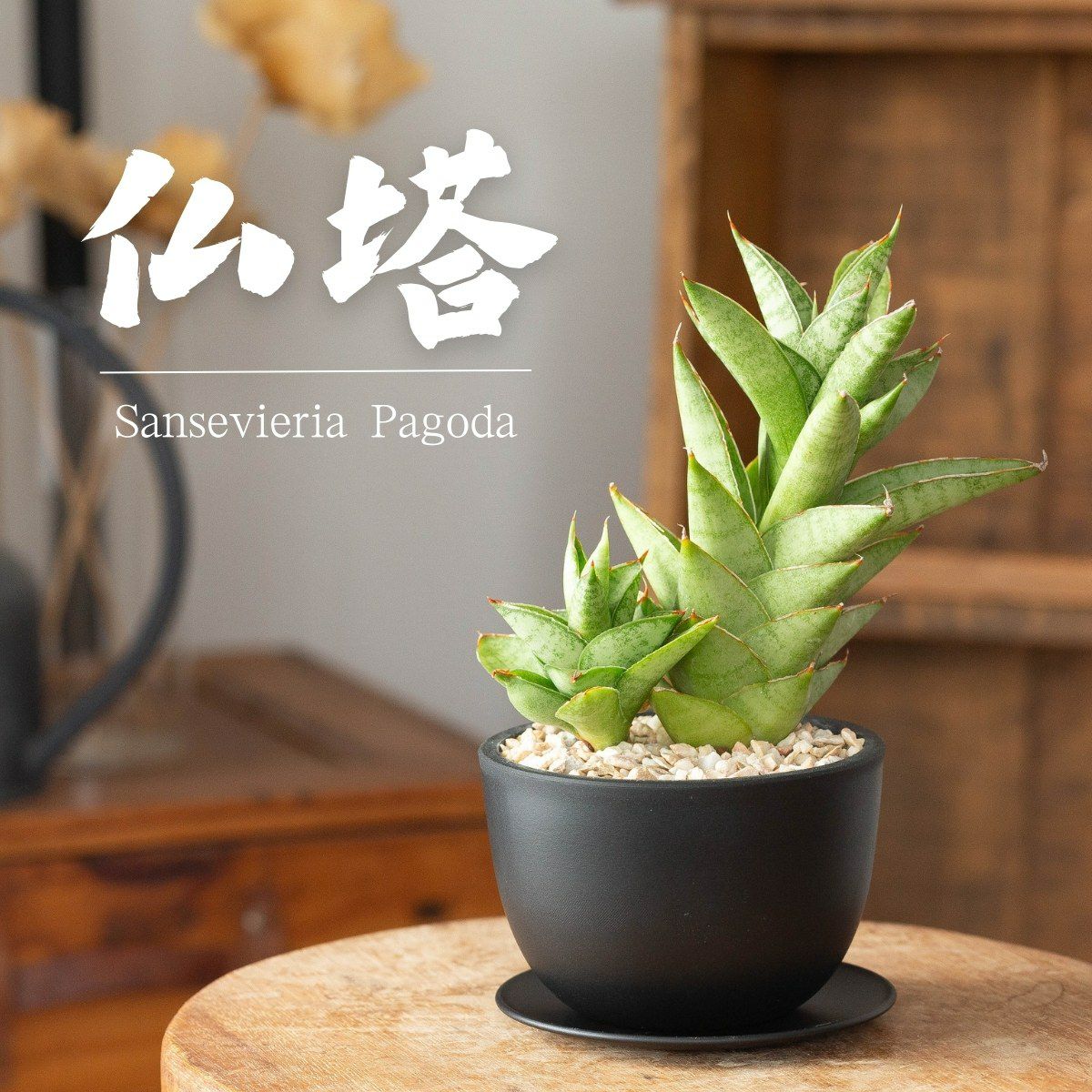サンセベリア・パゴダの写真