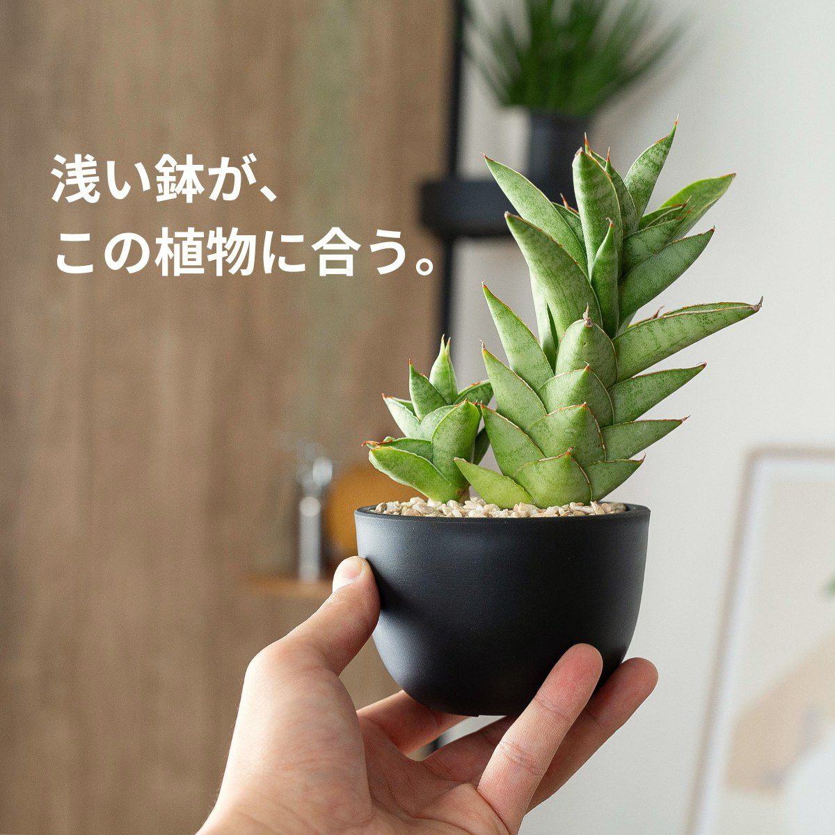 サンスベリア・パゴダ（育て方ガイド付き）｜成長遅く育てやすい品種