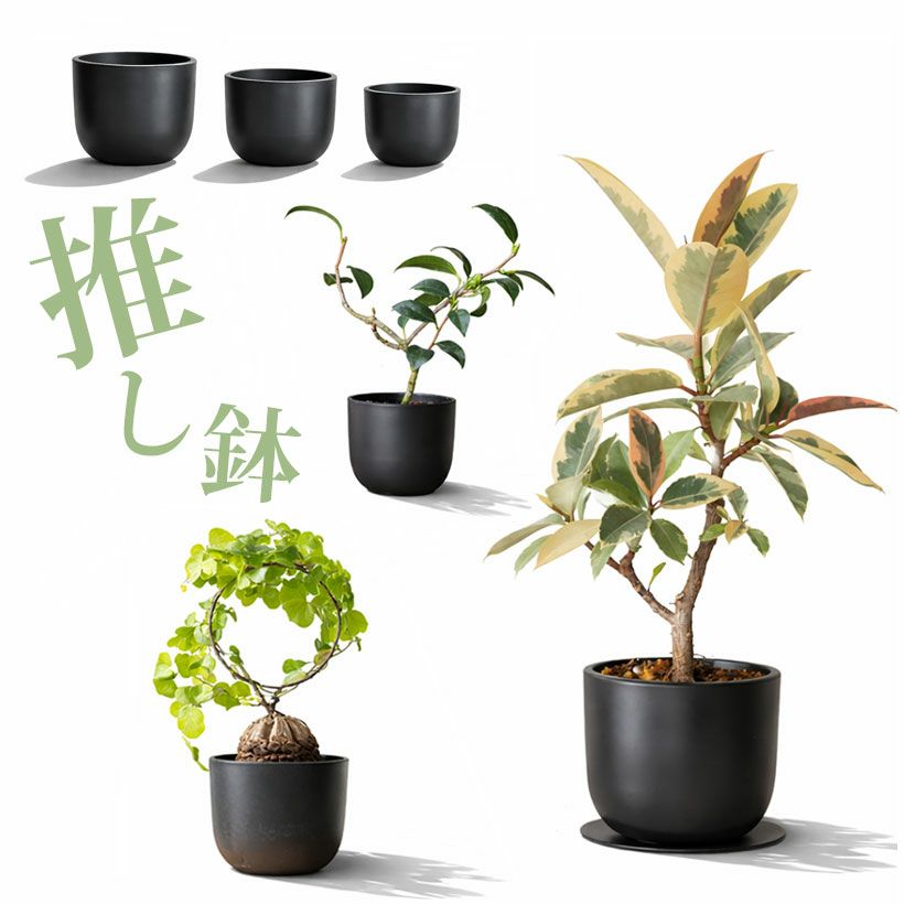 塊根植物や珍奇植物に！黒マット浅型POT|maceta basiclow
