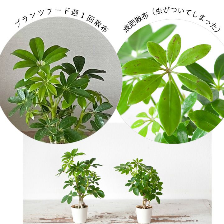 観葉植物の栄養剤プランツフード｜使い方簡単！おすすめスプレー