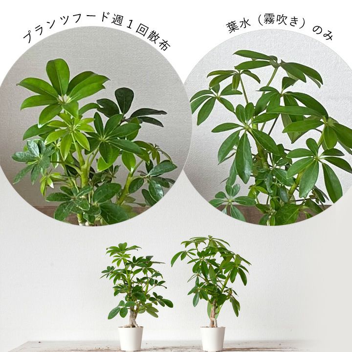 観葉植物の栄養剤プランツフード｜使い方簡単！おすすめスプレー